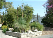 Xanthorrhoea quadrangulata