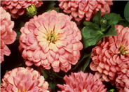 Zinnia elegans