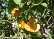 Bougainvillea 'California Gold'