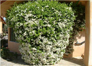 Bougainvillea 'White Madonna'