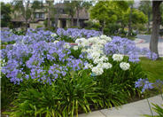 Agapanthus hybrids