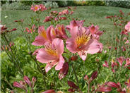 Alstroemeria hybrids