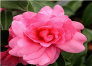 Camellia sasanqua