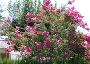 Lagerstroemia indica (Varieties)