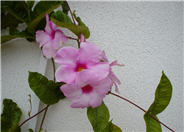 Mandevilla hybrids