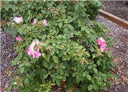 Rosa Shrub varieties