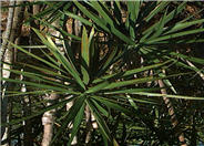 Dracaena marginata