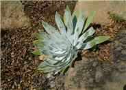 Dudleya pulverulenta