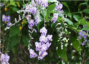 Duranta erecta