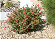 Euphorbia milii