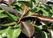 Ficus elastica