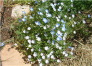 Nemophila maculata