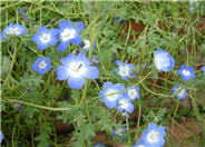 Nemophila menziesii