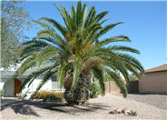 Phoenix canariensis