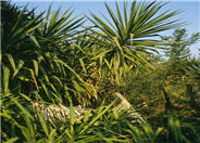 Yucca elephantipes