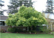 Acer palmatum 'Beni Kawa'