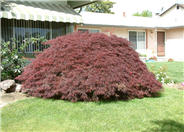 Acer palmatum 'Crimson Queen'