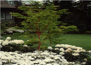 Acer palmatum 'Sango Kaku'