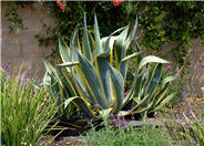 Agave americana v. marginata