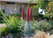 Echium wildprettii