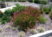 Gaura lindheimeri 'Siskiyou Pink'