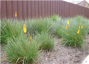 Kniphofia uvaria 'Malibu Yellow'