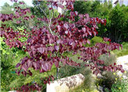 Cercis canadensis 'Forest Pansy'