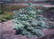 Podocarpus latifolius