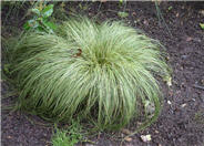 Carex albula  'Frosty Curls'