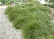 Carex praegracilis