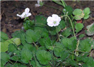 Erodium hybrids