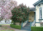 Camellia japonica