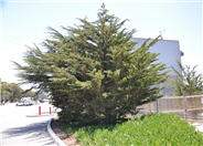 Cupressus macrocarpa