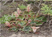 Dudleya cultivars