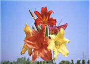 Hemerocallis hybrids