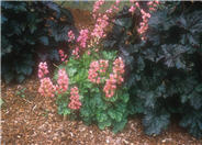 Heuchera cultivars