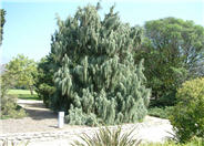 Juniperus scopulorum 'Tolleson's Weeping