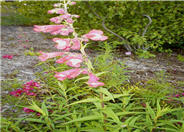 Penstemon hybrids (assorted)