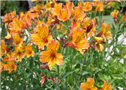 Alstroemeria hybrids Orange