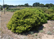 Arctostaphylos rudis