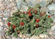 Callistemon X viminalis 'Little John'