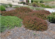 Carissa macrocarpa 'Ruby Point'