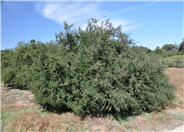 Ceanothus impressus Nipomensis