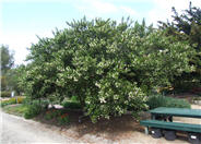 Ceanothus thyrsiflorus 'Snow Flurry'