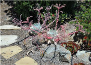 Dudleya cv.'Palo Verde'