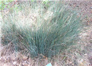 Juncus patens 'Elk Blue'