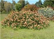 Leucospermum cordifolium