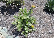 Leucospermum cordifolium Yellow