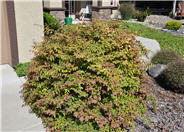 Loropetalum chinense 'Pink'