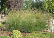 Miscanthus sinensis 'Adagio'